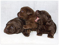 Puppies brown colour